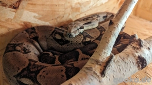 Boa constrictor Imperator NZ 21 Männlich 