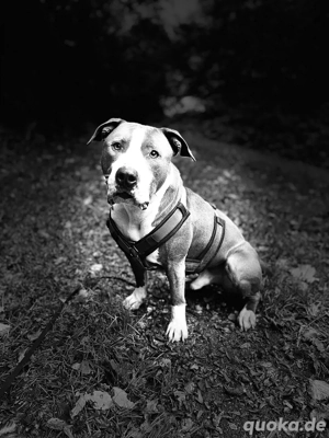 stafford für Profis