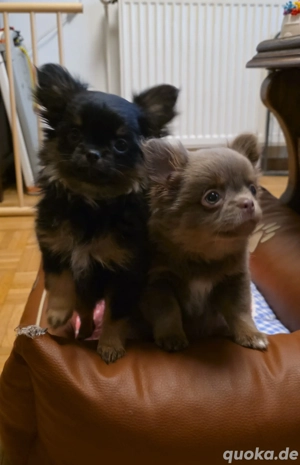 Wurfgeschwister gesucht Pomchi Welpen Menslage