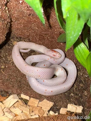 Kornatter Palmetto 0.1 NZ05 25