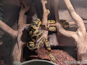 Jaguar Teppichpython NZ 22 männlich 