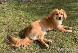 Suche Kokoni Mischling  CA 2 JAHRE BIS 10kg TIERSCHUTZ Auslandsstreuner