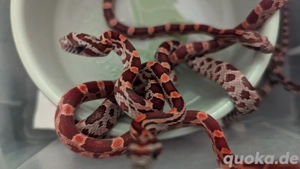 Kornnatter Babys NZ Aug 2024 unbestimmt 