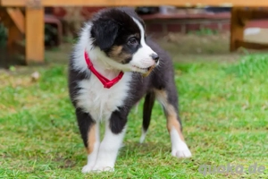 Traumhafter Australian Shepherd Rüde sucht seine neue Familie