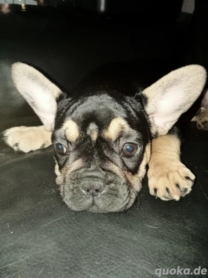 Französische Bulldoggen Welpe 