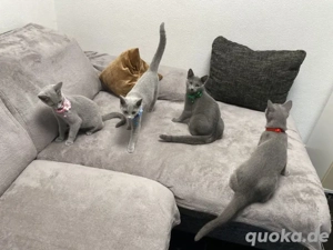 Reinrassige Russisch Blaue Kitten