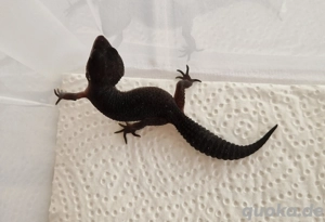 Leopardgecko Black Night pure 01. Weibchen NZ 09 2025