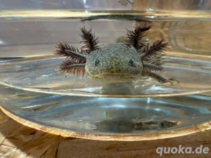 wunderschönes Axolotl Jungtier