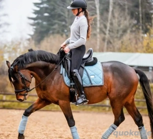 ich gebe diese traumhafte Stute ab