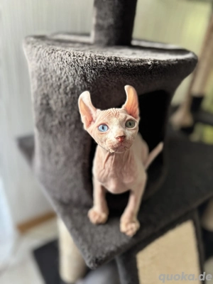 Wunderschöner odd eyed Kater    