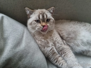 Bkh- Kater sucht Liebevolle Familie