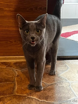 Ich suche einen Partner für meine Nora. Sie ist eine reinrassige Russin. 