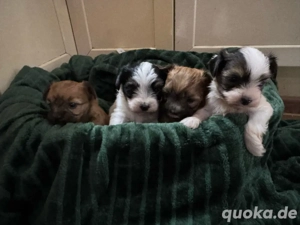 yorkshire terrier welpen 