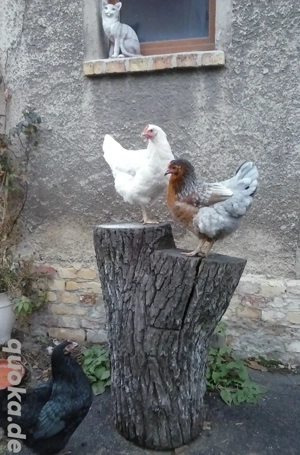 Bauernhaus zu verkaufen