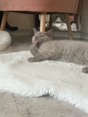 Katzenbaby hellgrau weiblich Bild 2