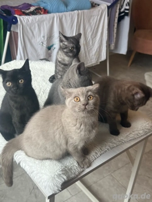 Katzenbaby hellgrau weiblich Bild 4