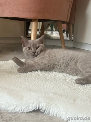 Katzenbaby hellgrau weiblich
