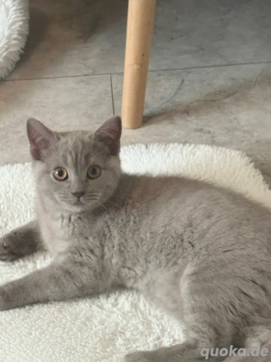 Katzenbaby hellgrau weiblich Bild 3