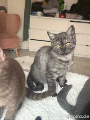 Katzenbaby schwarz weiß gemustert männlich
