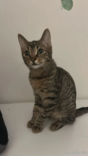 Euopäisch Kurzhaar getigert Junge 