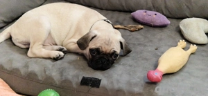 retromops welpen, 4 mon. alt rüden m. Stammbaum, Katzen gewohnt Bild 3