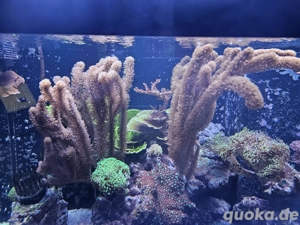 Korallen  Euphylia paraancora 2farbig,  25+ Köpfe, einige Gorgonien-Äste abzugeben