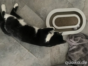 katze sucht liebesneues zuhause 