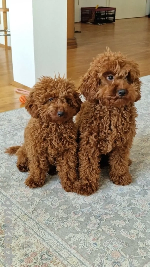 2 x Toy Pudel Zwergpudel Welpen