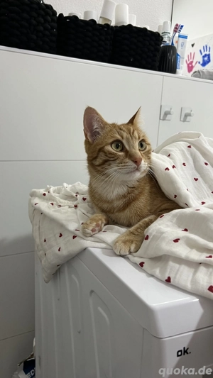 Kater abzugeben wegen Trennung 