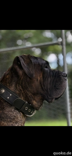 wurfankündigung Presa Canario 
