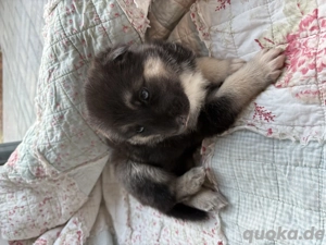 Wunderschöne Shepsky Welpen Schäferhund   Husky