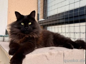 Maine-Coon-Kater in liebevolle Hände abzugeben 