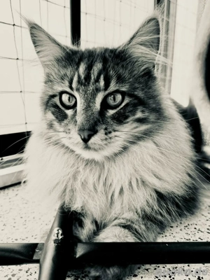 Maine-Coon-Kater abzugeben