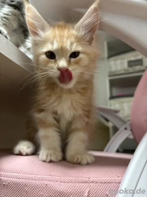 Maine Coon Kitten reinrassig