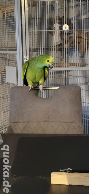 Blaustirnamazonen zahm (Hähne, Brüder, von April 2025)