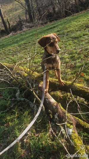    Fay   kleines Hundemädchen sucht ihr Für-immer-Zuhause   