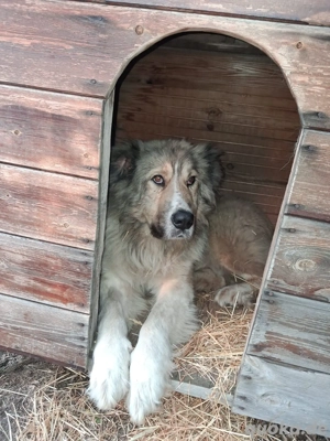 Zuhause oder Pflegestelle gesucht für Kiro
