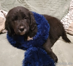 TOP Golden Aussie Welpe, Rüde,  mit Papiere (Ahnenpass) für Therapie und Familie