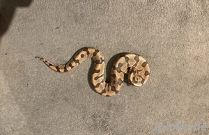 königspython 1.0 kostenlos