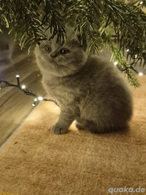 Zuckersüße Kätzchen suchen ein liebevolles Zuhause! 