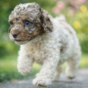 zwerg pudel welpen seltene wunderschöne farben 