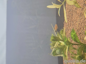 schwertträger fische 20.12 geborgen 