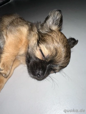 chihuahua welpe rüde langhaar