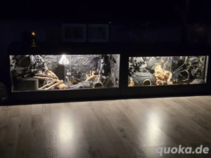 Terrarium  Black Terra mit Leopardgecko 