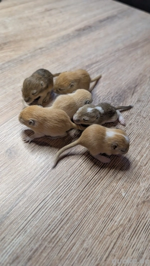 Baby Rennmäuse aus kleiner Hobbyzucht (Rennmaus, Gerbil, Wüstenrennmaus) Bild 3