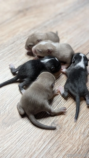 Baby Rennmäuse aus kleiner Hobbyzucht (Rennmaus, Gerbil, Wüstenrennmaus) Bild 4