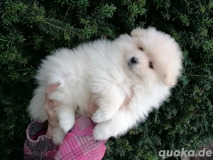 Pomeranian Zwergspitz 