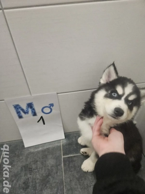 Siberian Husky Alaskan Malamut welpen