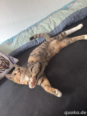 kitten 26.woche weiblich 