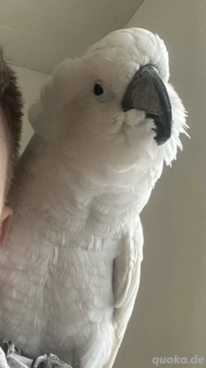 Schweren Herzens abzugeben: Weißhaubenkakadu  Gizmo , 10 Jahre